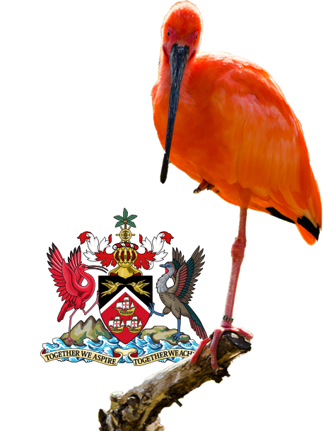 Trinidad Bird